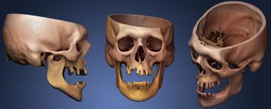 3D модель Череп Мужской 51yo69 (STL)